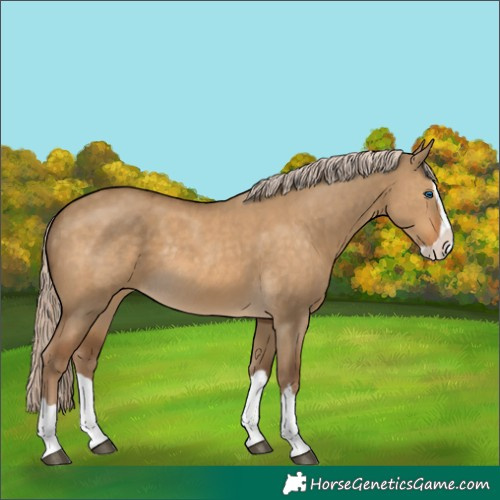 Horse Color:Chocolate Palomino Dun Splash Rabicano