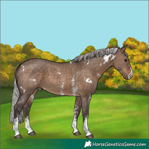Horse Color:White Spotted Silver Brown Dun Sabino Rabicano