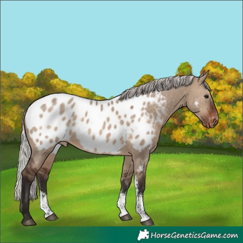 Horse Color:Silver Brown Dun Sabino Appaloosa 