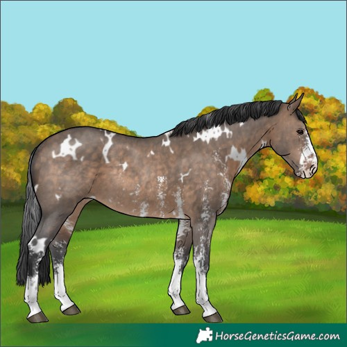 Horse Color:White Spotted Brown Dun Sabino Rabicano 