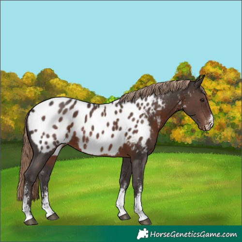 Horse Color:Liver Chestnut Sabino Appaloosa Rabicano 