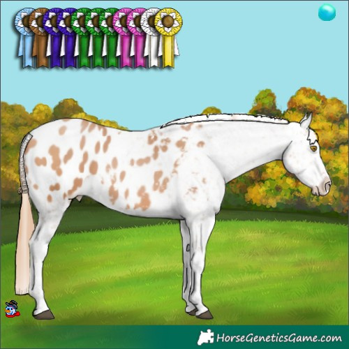 Horse Color:Bay Pearl Appaloosa 