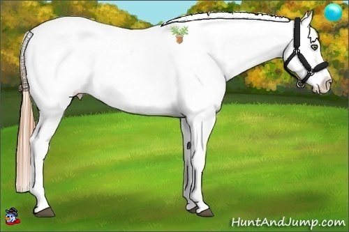 Horse Color:Bay Pearl Appaloosa 