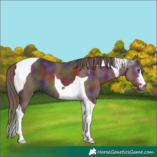 Horse Color:Gray Nacre Chestnut Tobiano 