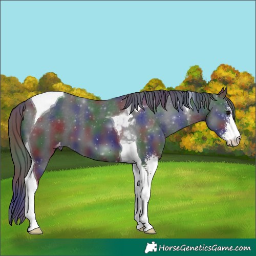 Horse Color:Nacre Black Sabino Tobiano Appaloosa 