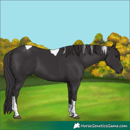 Horse Color:Unknown 
