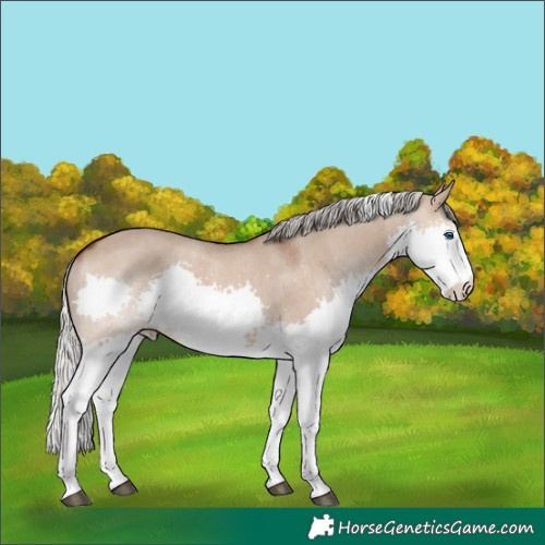 Horse Color:Silver Brown Dun Sabino Splash Tobiano Rabicano