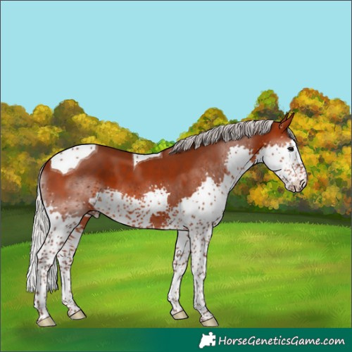 Horse Color:Silver Bay Splash Tobiano