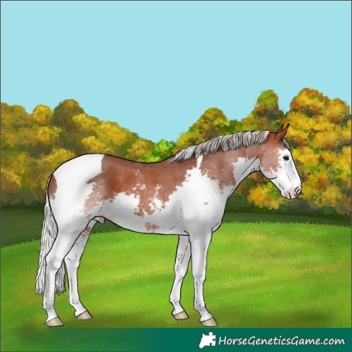 Horse Color:Silver Brown Sabino Splash Tobiano 