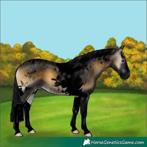 Horse Color:Gray Void Buckskin Onyx Splash Tobiano