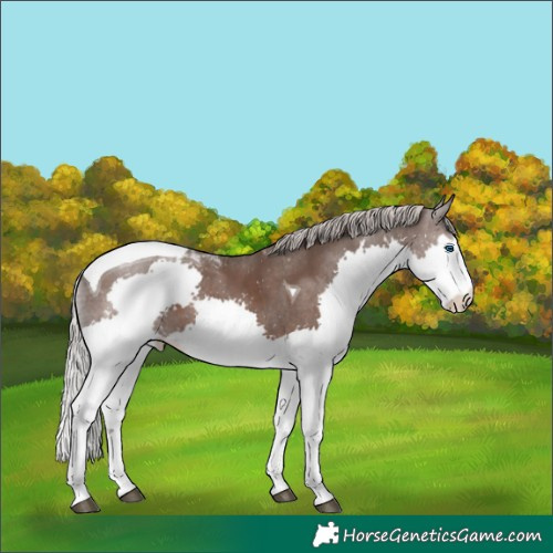 Horse Color:Silver Black Splash Tobiano 