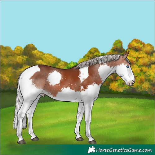 Horse Color:Silver Brown Splash Tobiano