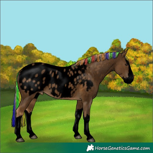 Horse Color:Void Painted Chocolate Palomino Splash Appaloosa 