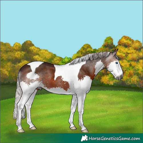 Horse Color:Gray Silver Brown Splash Tobiano