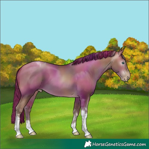 Horse Color:Gray Buckskin Pearl Tobiano 