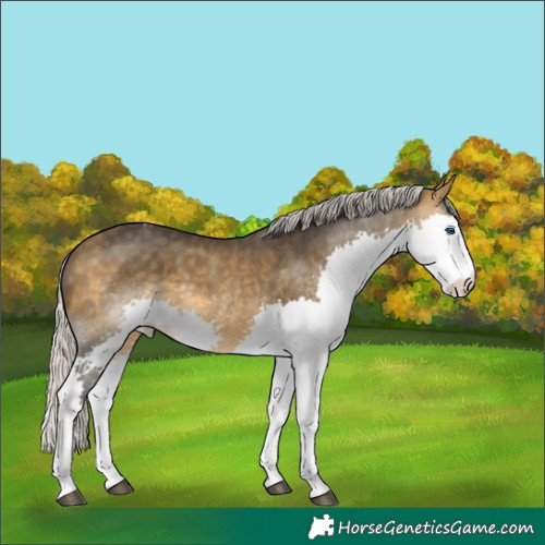 Horse Color:Silver Buckskin Splash Tobiano 