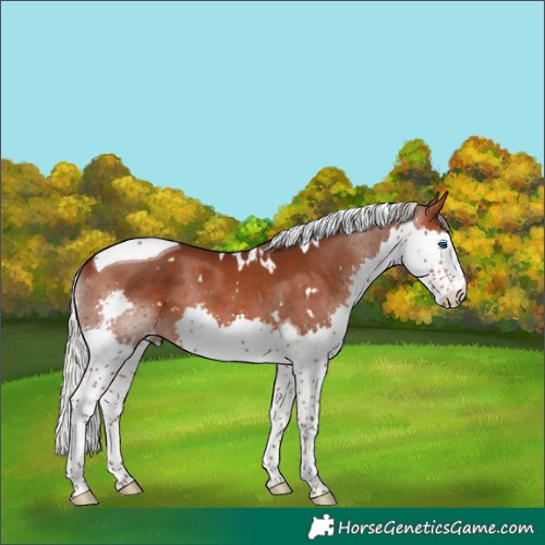 Horse Color:White Spotted Silver Brown Splash Tobiano