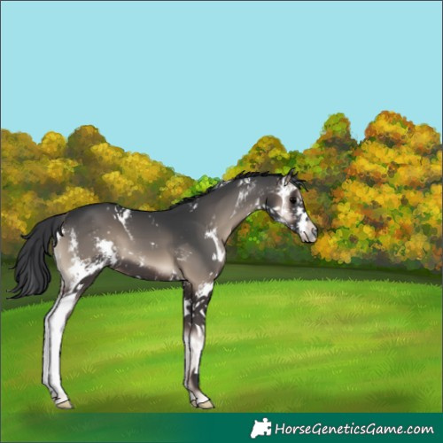 Horse Color:Blue Onyx Sabino 