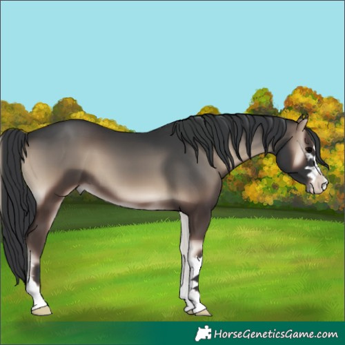 Horse Color:Blue Onyx 