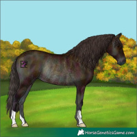 Horse Color:Midnight Bay Onyx Rabicano 