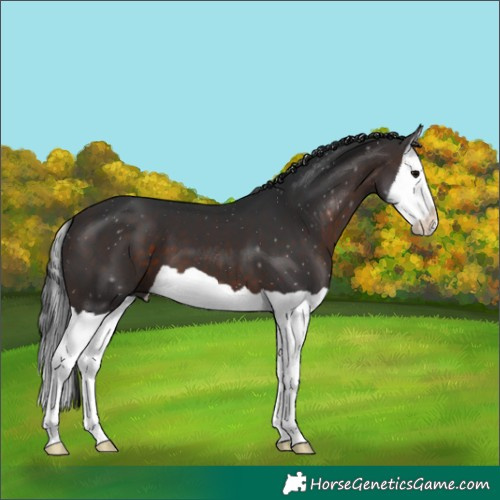 Horse Color:Brown Splash 