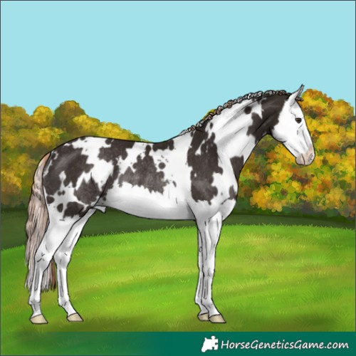 Horse Color:White Spotted Liver Chestnut Splash Rabicano 