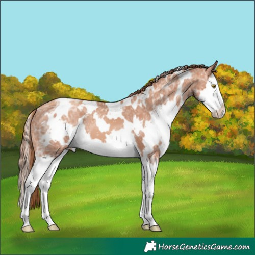 Horse Color:White Spotted Gold Champagne Ice Splash 