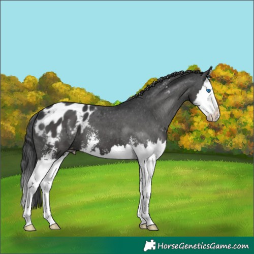 Horse Color:Black Sabino Splash Appaloosa 