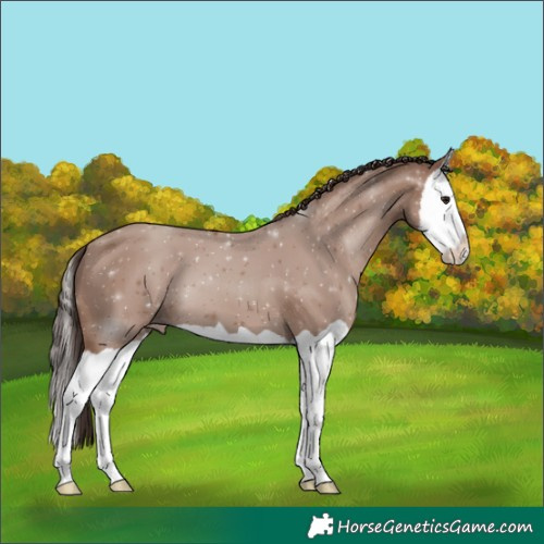 Horse Color:Classic Champagne Splash