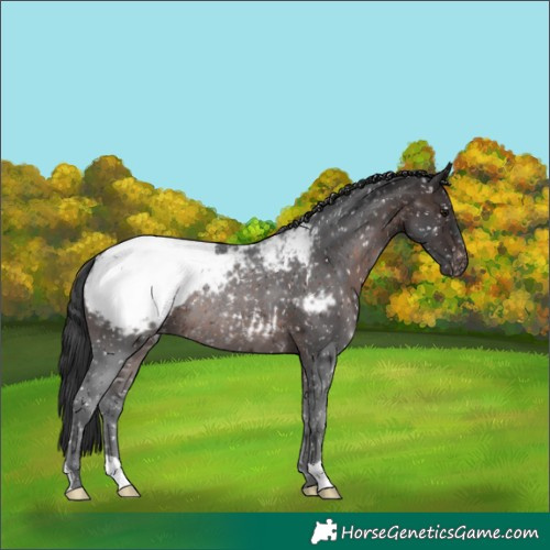 Horse Color:Brown Appaloosa Rabicano