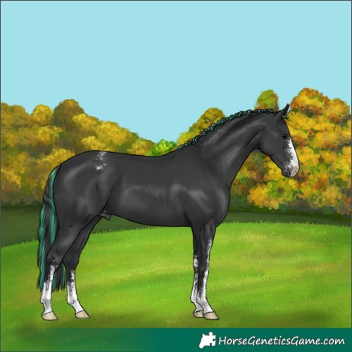 Horse Color:Painted Black Sabino Appaloosa 