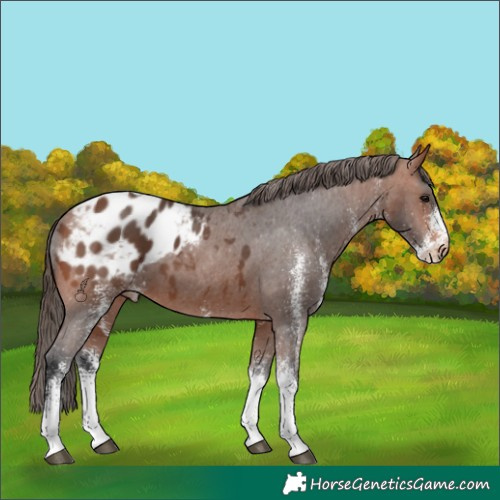 Horse Color:White Spotted Bay Tobiano Appaloosa 