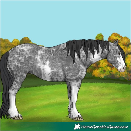 Horse Color:Black Ice Sabino Rabicano 