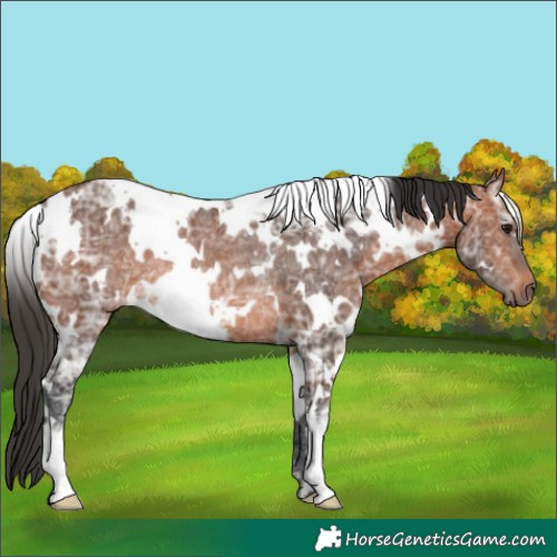 Horse Color:White Spotted Bay Ice Rabicano 