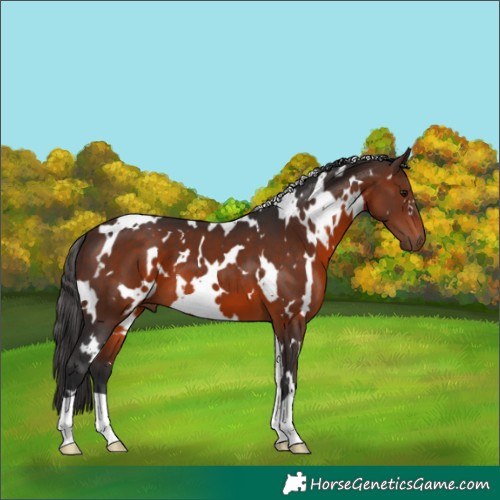 Horse Color:White Spotted Brown