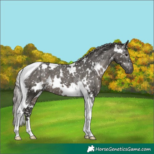 Horse Color:Gray White Spotted Silver Black Tobiano Appaloosa