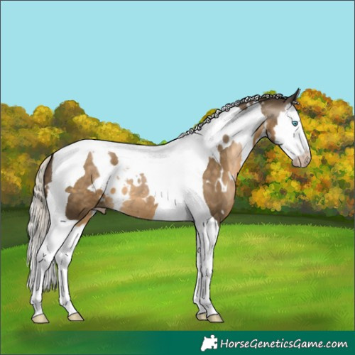 Horse Color:Gray White Spotted Silver Smoky Black Pearl Splash Tobiano
