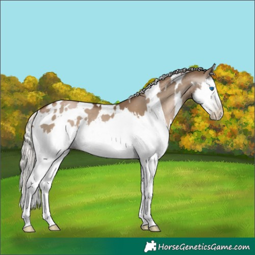Horse Color:Gray White Spotted Silver Grullo Pearl Splash