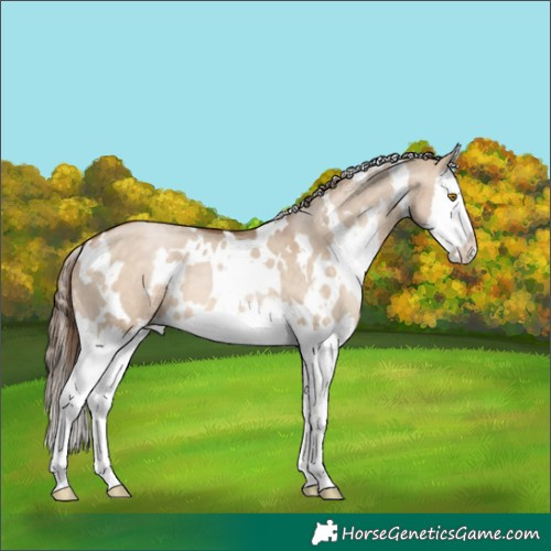 Horse Color:White Spotted Brown Pearl Dun Splash 