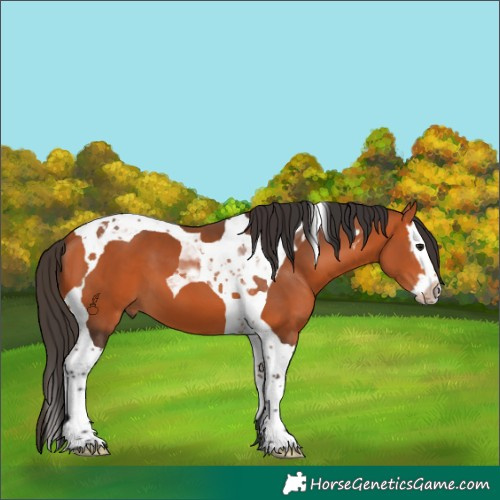 Horse Color:Bay Splash Tobiano 