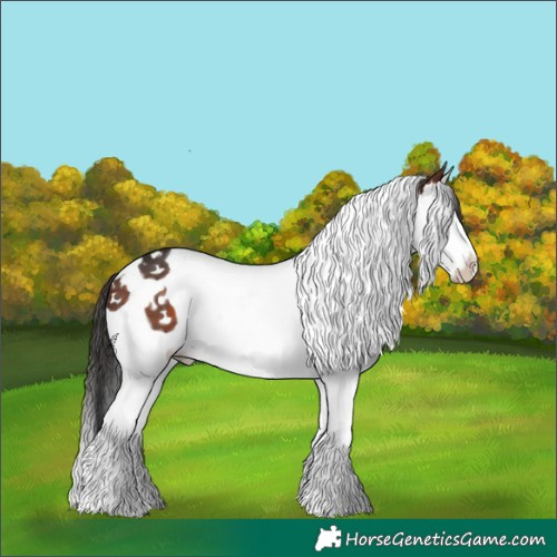 Horse Color:White Spotted Bay Splash Tobiano 