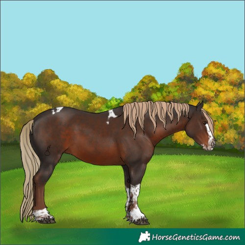 Horse Color:Liver Chestnut Splash Tobiano 