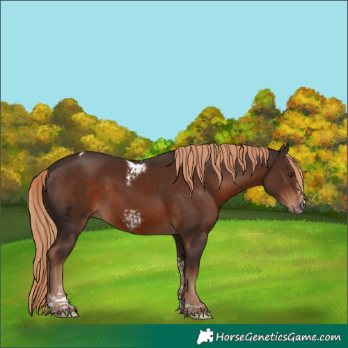 Horse Color:Liver Chestnut Tobiano Frame 