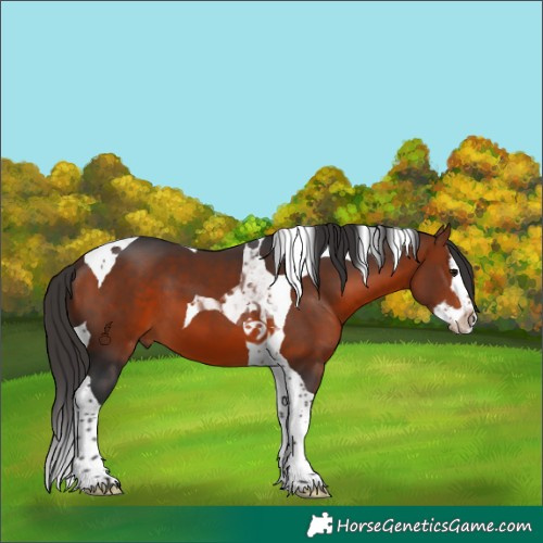 Horse Color:Bay Splash Tobiano 