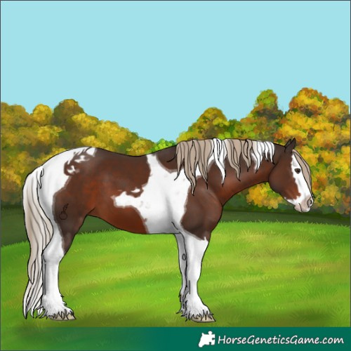 Horse Color:Liver Chestnut Splash Tobiano 
