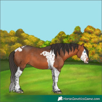 Horse Color:Bay Splash Tobiano