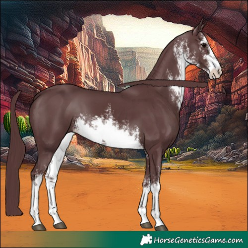 Horse Color:White Spotted Chocolate Black 