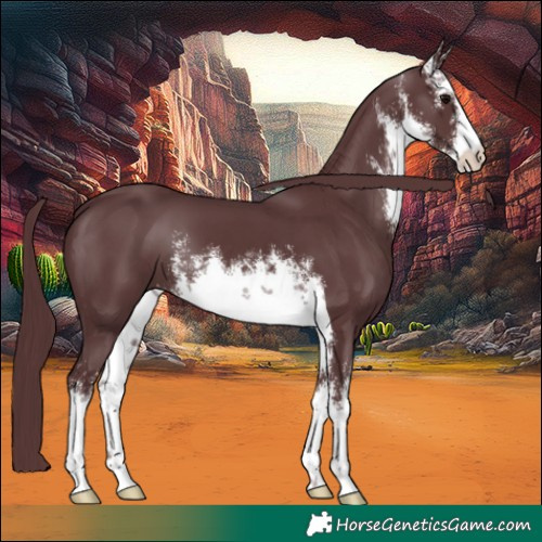 Horse Color:White Spotted Chocolate Black 
