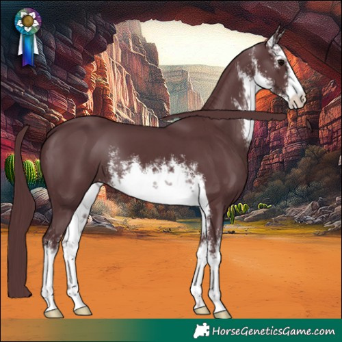 Horse Color:White Spotted Chocolate Black 