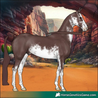 Horse Color:White Spotted Chocolate Black